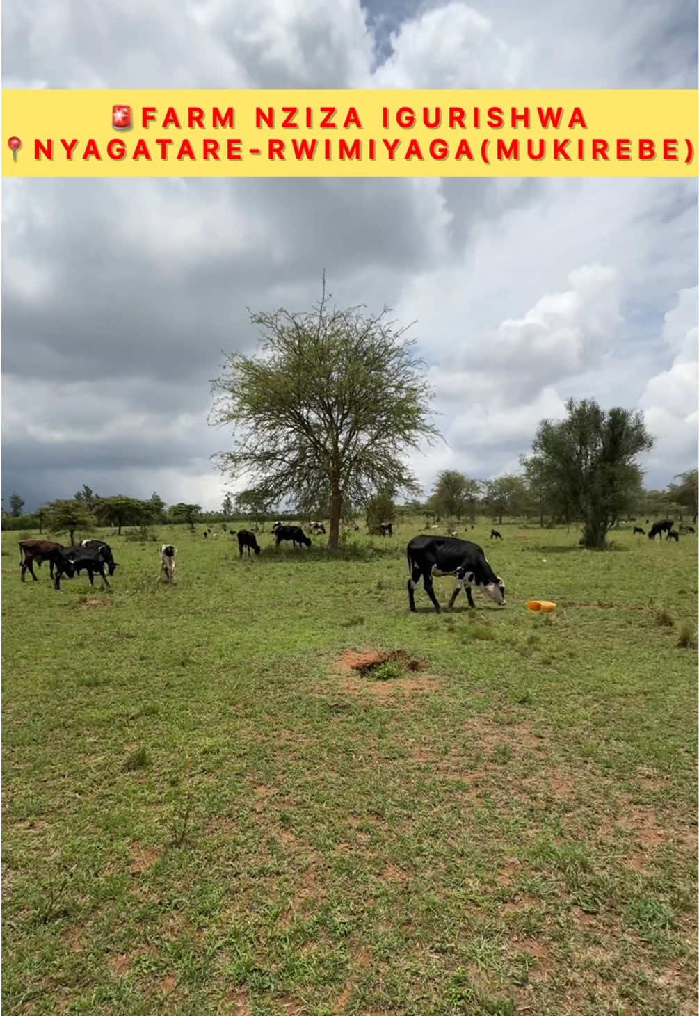 Livestock Farmland for Sale in Kirebe, Rwimiyaga